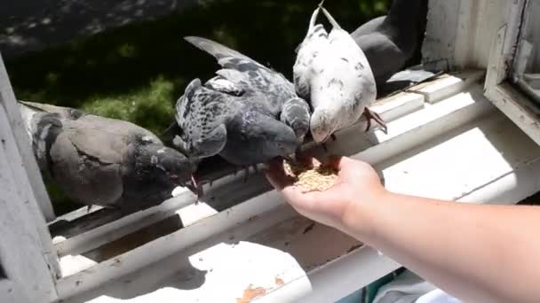 Meisje voeden vogels duiven met handen op Home venster — Stockvideo