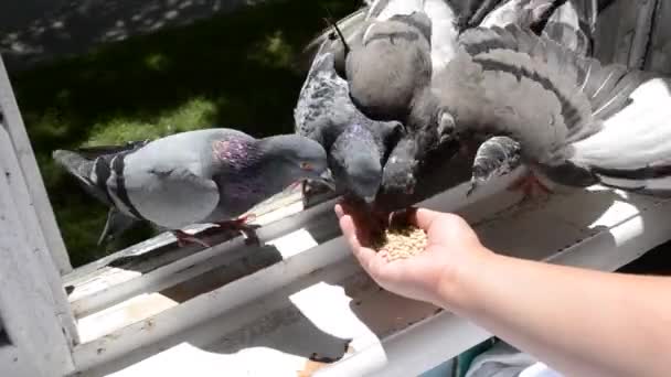 Menina alimentando pombas aves com as mãos na janela da casa — Vídeo de Stock
