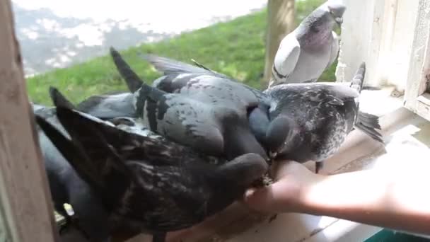 Meisje voeden vogels duiven met handen op Home venster — Stockvideo