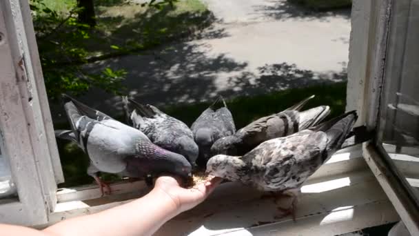 Κορίτσι τάισμα πουλιά περιστέρια με τα χέρια στο σπίτι παράθυρο — Αρχείο Βίντεο