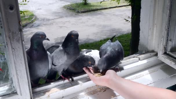 Девочка кормит голубей с руками на окне дома — стоковое видео