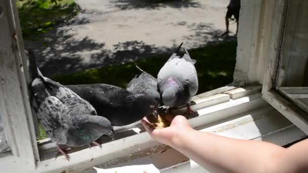 Дівчина годує птахів голубами руками на домашньому вікні — стокове відео