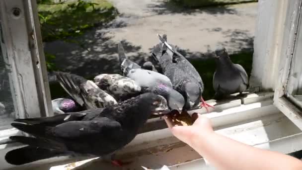 Chica alimentación aves palomas con las manos en casa ventana — Vídeos de Stock