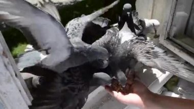 Yaz güneşli gününde elden kuş güvercinbesleme