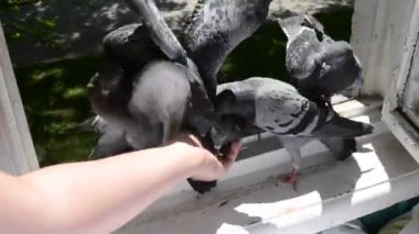 Yaz güneşli gününde elden kuş güvercinbesleme