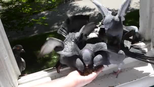 Ταΐζοντας πουλιά περιστέρια από το χέρι την καλοκαιρινή ηλιόλουστη μέρα — Αρχείο Βίντεο