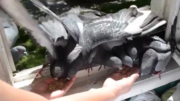 Alimentación de aves palomas de la mano en verano día soleado — Vídeo de stock