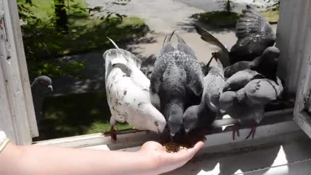 Alimentación de aves palomas de la mano en verano día soleado — Vídeos de Stock