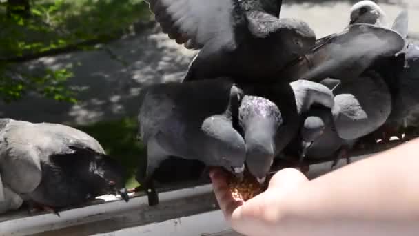 Krmení holubů z ruky v letním slunném dnu — Stock video