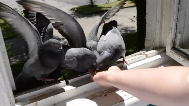 Alimentar pombos de aves à mão no dia ensolarado de verão — Vídeo de Stock
