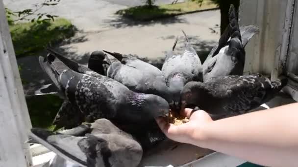 Alimentación de aves palomas de la mano en verano día soleado — Vídeos de Stock