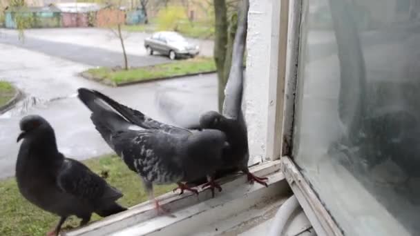 Csatában galambok ablakpárkányon. Küzdelem galambok. Galambok harcolni egymással. — Stock videók