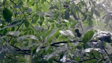 Gündüzleri ağır yağmur duş sağanak sağanak yağış geliyor.