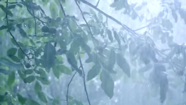 大雨淋雨大雨大暴雨降雨在白天来临. — 图库视频影像