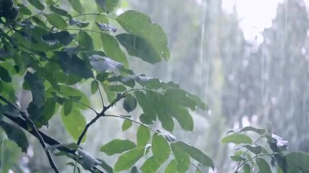 Heavy rain shower downpour cloudburst rainfall comes in the daytime. — Stock Video