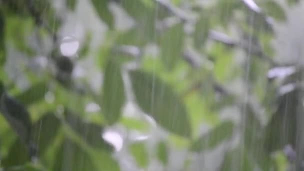 Zware regendouche stortbui wolkbreuk regenval komt in de overdag. — Stockvideo