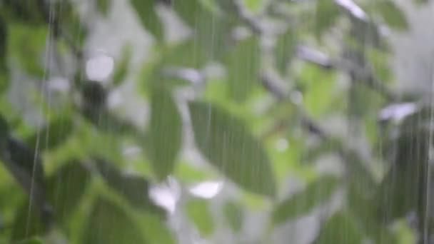 Zware regendouche stortbui wolkbreuk regenval komt in de overdag. — Stockvideo