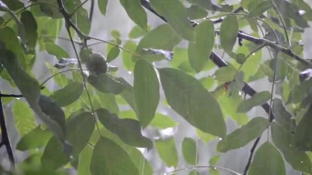 Chuva forte chuva chuvosa chuva turva chuva vem durante o dia . — Vídeo de Stock