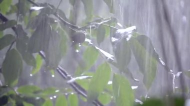 Gündüzleri ağır yağmur duş sağanak sağanak yağış geliyor.