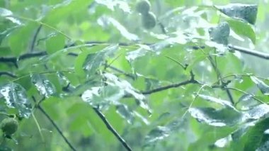 Gündüzleri ağır yağmur duş sağanak sağanak yağış geliyor.