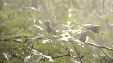 Gündüzleri ağır yağmur duş sağanak sağanak yağış geliyor.