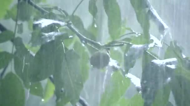 Lluvia de lluvia fuerte aguacero lluvia turbia lluvia viene en el día . — Vídeo de stock