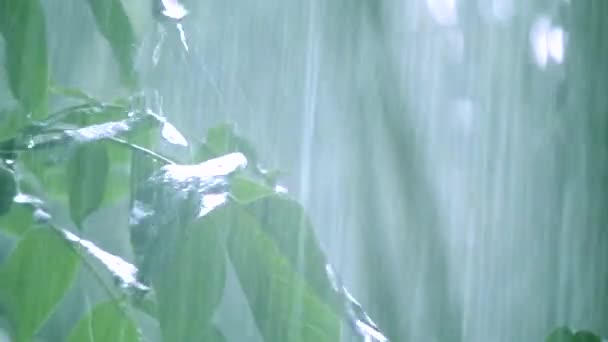 Lluvia de lluvia fuerte aguacero lluvia turbia lluvia viene en el día . — Vídeos de Stock