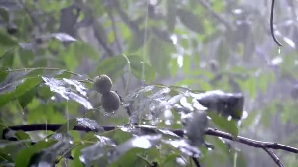 Zware regendouche stortbui wolkbreuk regenval komt in de overdag. — Stockvideo