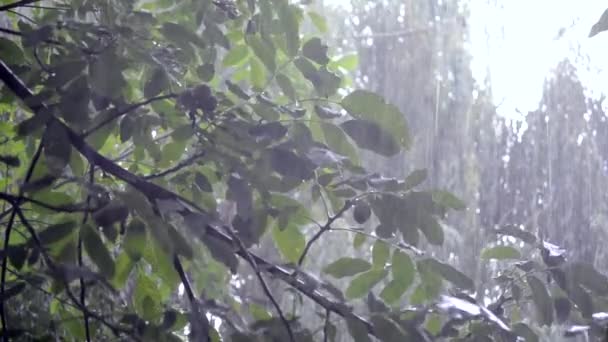 Pioggia forte pioggia acquazzone nubifragio precipitazioni arriva di giorno . — Video Stock
