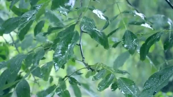 Zware regendouche stortbui wolkbreuk regenval komt in de overdag. — Stockvideo
