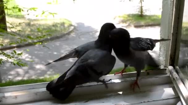 Taubenschlacht auf der Fensterbank. — Stockvideo