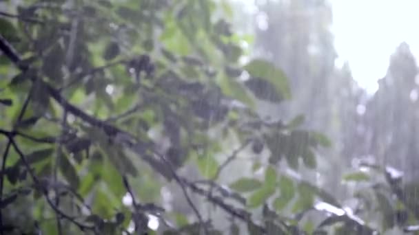 大雨淋雨大雨大暴雨降雨在白天来临. — 图库视频影像