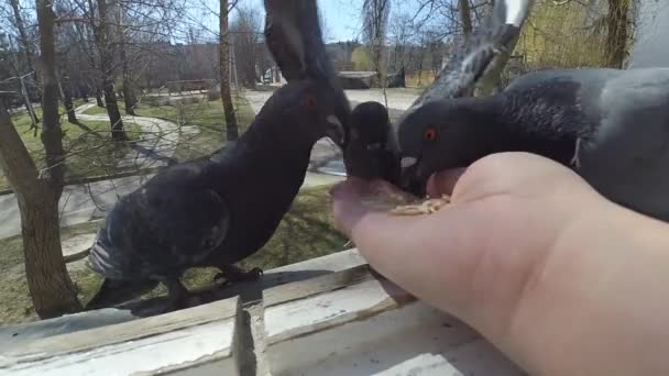 Chica alimentación aves palomas con las manos en casa ventana — Vídeo de stock