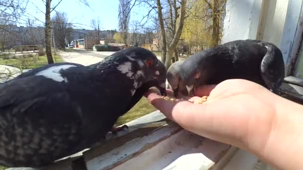 Girl feeding birds doves with hands on home window — Stock Video