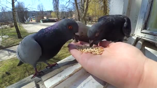 女孩喂鸟鸽子与手在家庭窗口 — 图库视频影像