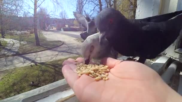 Flicka utfodring fåglar duvor med händerna på hem fönster — Stockvideo