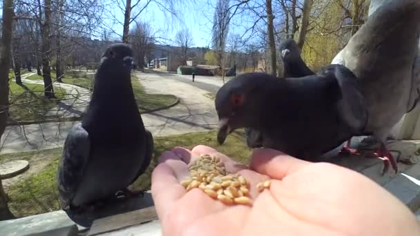 Lány etetés madarak galambok kezével a haza ablak — Stock videók