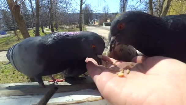 Flicka utfodring fåglar duvor med händerna på hem fönster — Stockvideo