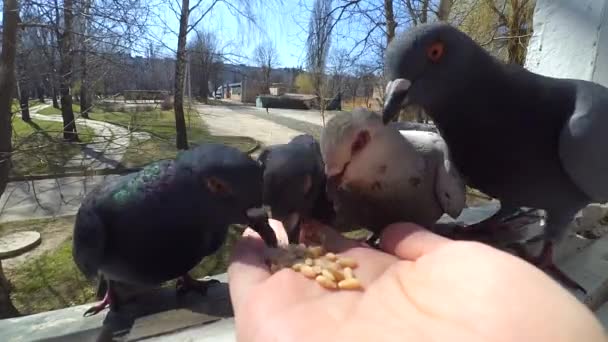 Flicka utfodring fåglar duvor med händerna på hem fönster — Stockvideo