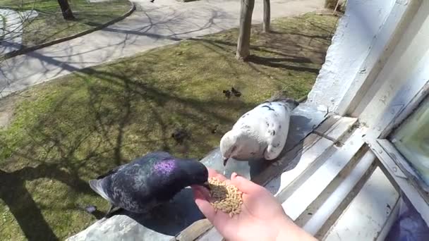 Girl feeding birds doves with hands on home window — Stock Video