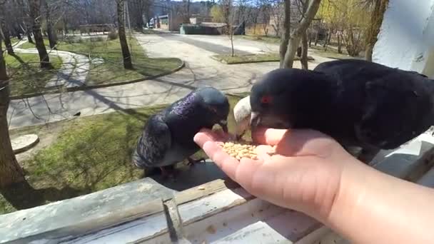 Chica alimentación aves palomas con las manos en casa ventana — Vídeos de Stock