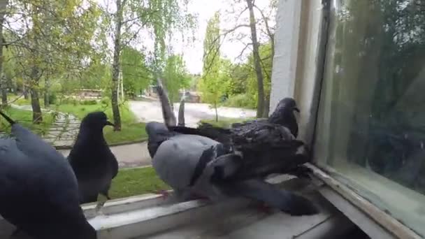Pombos de batalha no peitoril da janela — Vídeo de Stock