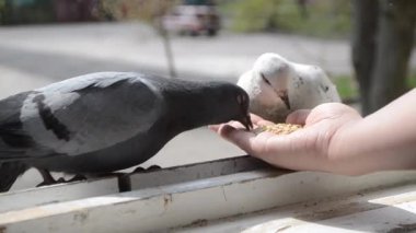 İlkbahar güneşli gününde kuş güvercinlerini elden beslemek.