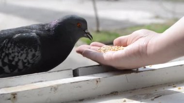 İlkbahar güneşli gününde kuş güvercinlerini elden beslemek.