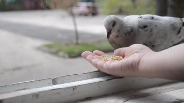 İlkbahar güneşli gününde kuş güvercinlerini elden beslemek.