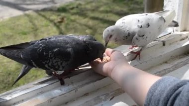İlkbahar güneşli gününde kuş güvercinlerini elden beslemek.