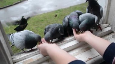 İlkbahar güneşli gününde kuş güvercinlerini elden beslemek.