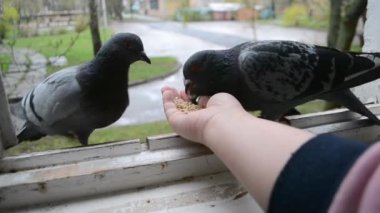 İlkbahar güneşli gününde kuş güvercinlerini elden beslemek.
