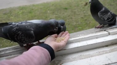 İlkbahar güneşli gününde kuş güvercinlerini elden beslemek.