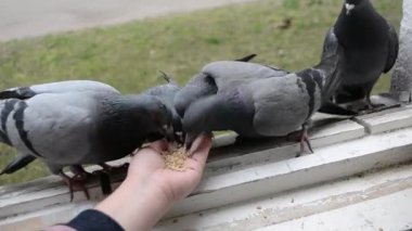 İlkbahar güneşli gününde kuş güvercinlerini elden beslemek.